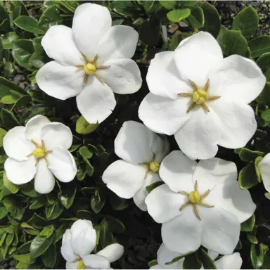 gardenia-fragrant-star-