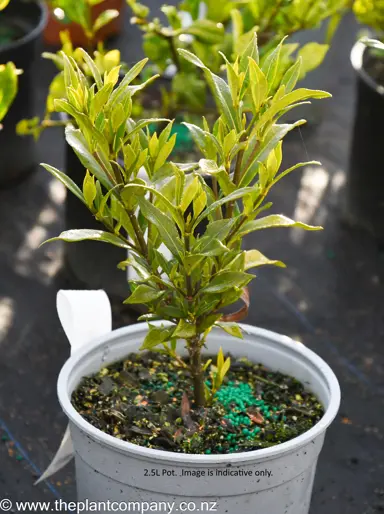 Gardenia 'Frostproof' shrub in a 2.5L pot for sale at The Plant Company nursery.