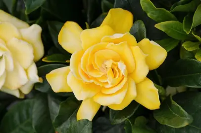 Gardenia 'Golden Magic' beautiful yellow flowers with green foliage.