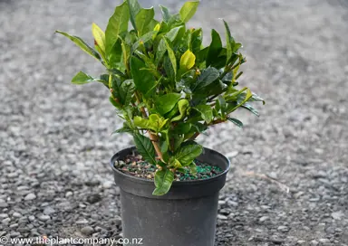 Gardenia augusta 'Golden Magic' plant for sale at The Plant Company nursery.