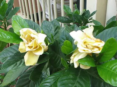 gardenia-golden-magic-