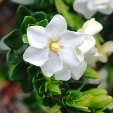 gardenia-grandiflora-star-