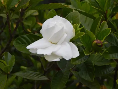 Gardenia jasminoides white flower.