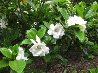 A Gardenia 'Magnifica' plant with white flowers and glossy, dark green foliage.