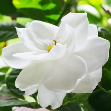 gardenia-ocean-pearl--1