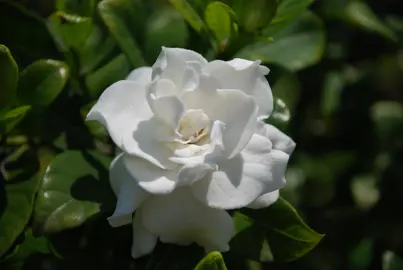 An elegant Gardenia 'Professor Pucci' white flower.