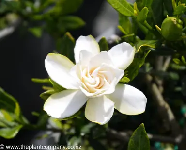 gardenia-radicans--1