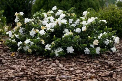 gardenia-radicans--2