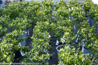 A batch of Gardenia radicans plants in 2.5L pots for sale at The Plant Company nursery.