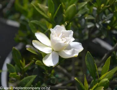 gardenia-radicans-