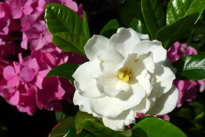 A Gardenia 'True Love' shrub with glossy green foliage and white flowers in a mixed planting.