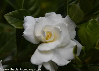 Gardenia 'Veitchii' white flower against dark green foliage.