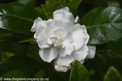 Gardenia 'Veitchii' white flower and dark green leaves.