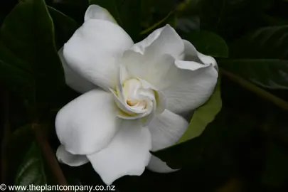 Gardenia 'Veitchii' white flower.