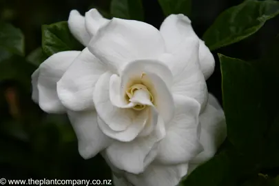 Exquisite Gardenia 'Veitchii' white flower.