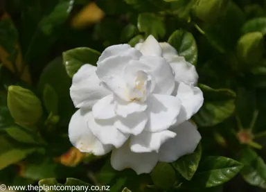 Gardenia 'Veitchii' beautiful white flower.