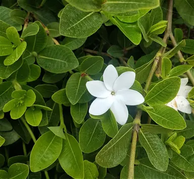gardenia-white-star-