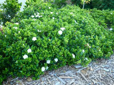 gardenia-florida-1