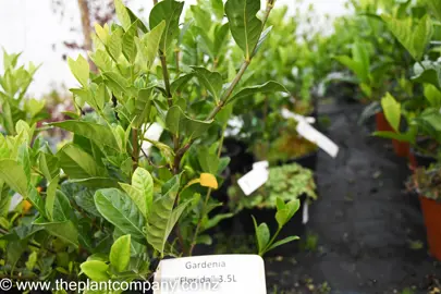 gardenia-florida-4