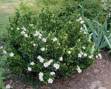 gardenia-augusta-lace-lady-
