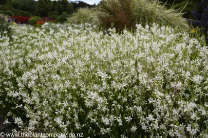 Gaura So White with white flowers.