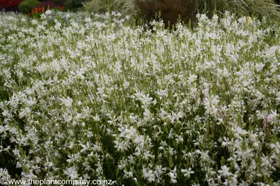 Gaura So White with masses of white flowers.