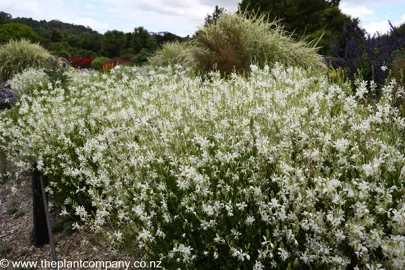 Gaura So White with white flowers and lush green foliage.