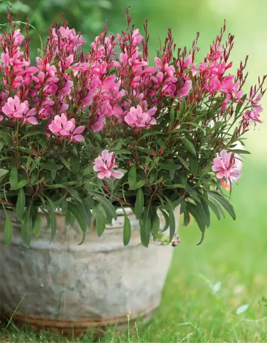 gaura-steffi-dark-rose-1