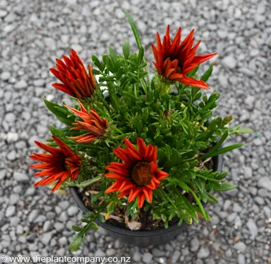 Gazania Bronze plant for sale at The Plant Company nursery.