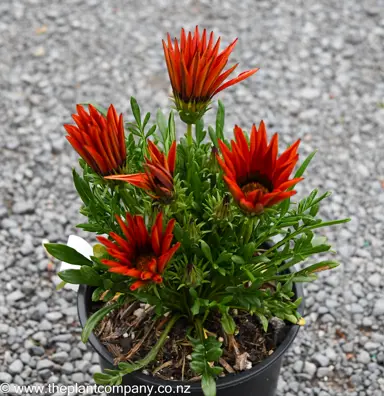 Gazania Bronze colourful flowers above lush, green foliage.