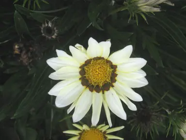 A Gazania 'Kiss Lemon' yellow flower admist lush, dark green foliage.
