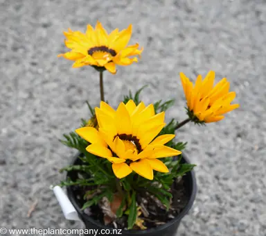Gazania 'New Day Yellow Improved' plant with bright yellow flowers at The Plant Company nursery.