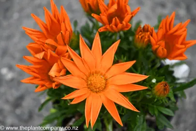 A Gazania with stunning orange flowers.