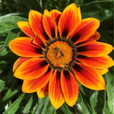 gazania-orange-flame-