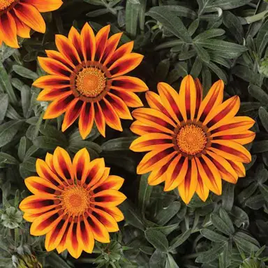 gazania-orange-flame-2