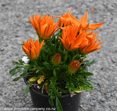 A Gazania plant with orange flowers for sale at The Plant Company nursery.