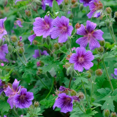 geranium-himalayense-1