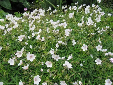 Geranium Kashmir White plant in a garden with masses of white flowers.