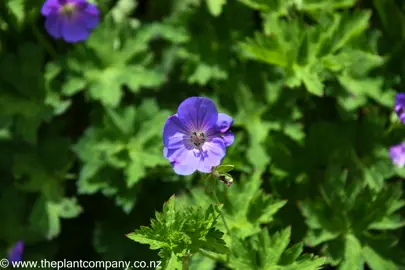 A beautiful Geranium phaeum lividum 'Majus' blue flower.