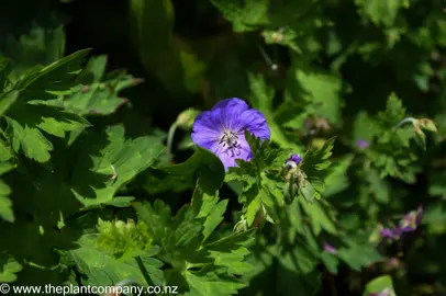 Geranium phaeum lividum 'Majus' blue flower amidst dark green foliage.