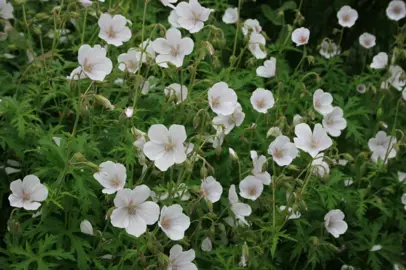 geranium-kashmir-white-1