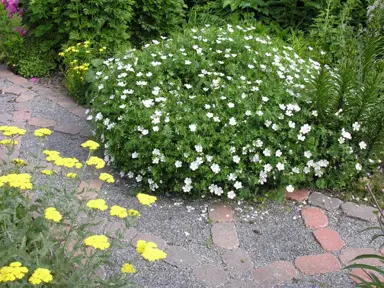 geranium-kashmir-white-5