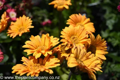 gerbera-garvinea-sweet-honey-