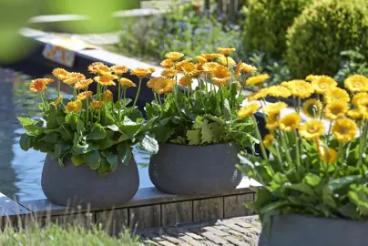 gerbera-garvinea-sweet-honey-1