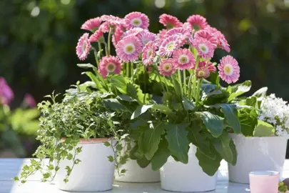 gerbera-sweet-memories-