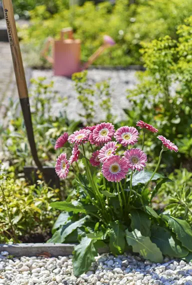 gerbera-sweet-memories-1