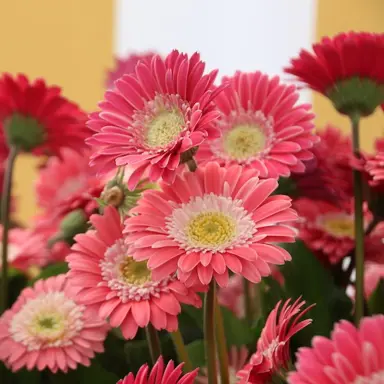 gerbera-sweet-memories-2