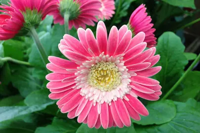 gerbera-sweet-memories-3