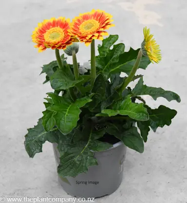 Gerbera 'Sweet Blaze' plant for sale at The Plant Company nursery.