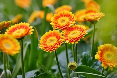 Gerbera 'Sweet Blaze' stunning yellow and orange flowers.